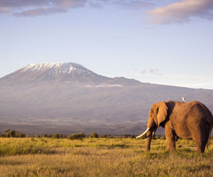 Kenia - widok na Kilimandżaro