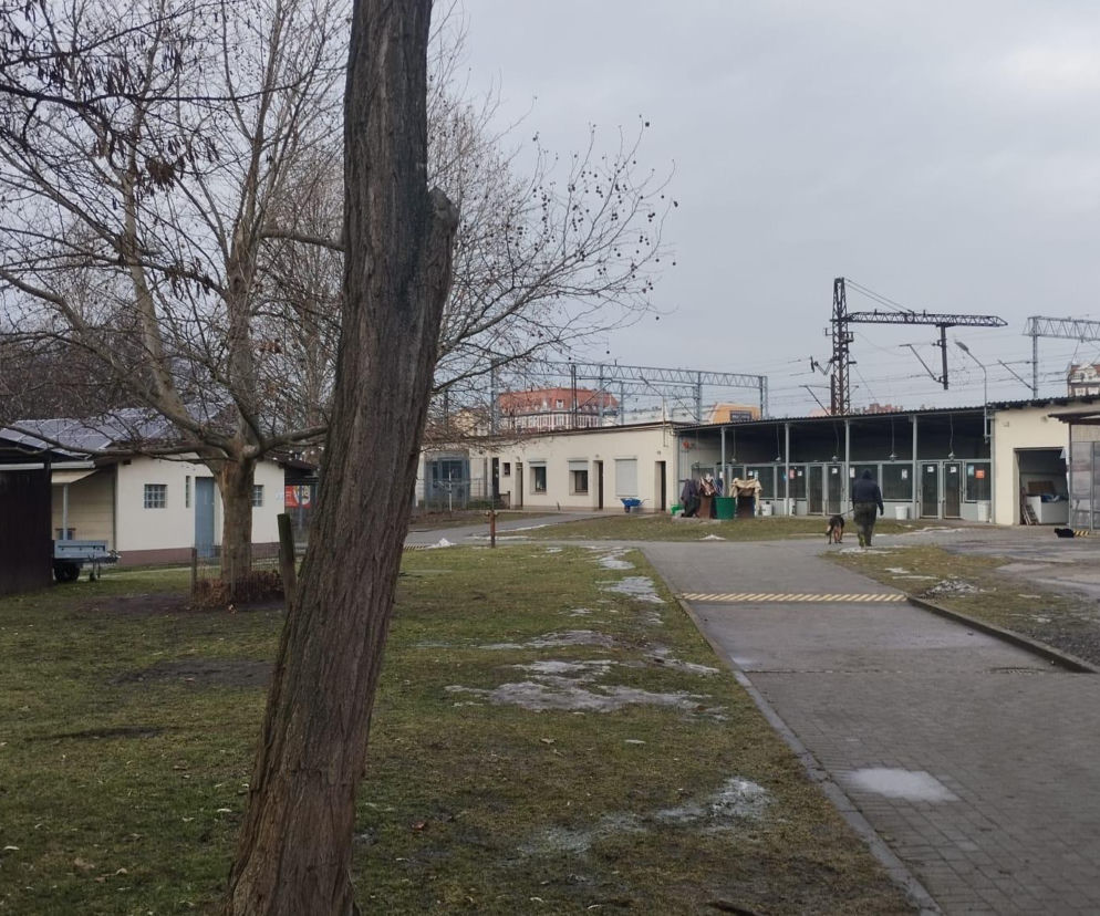 Opolskie schronisko przyjęło psy z Kocham Psisko 