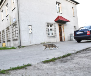 Policja mnie ściga, bo mój kot chodzi bez smyczy i kagańca