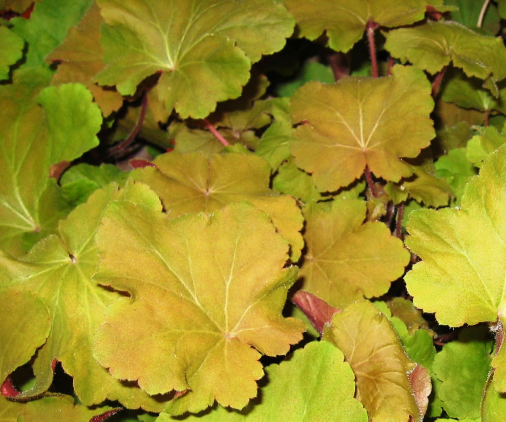 żurawka 'Caramell'