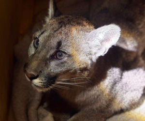 Puma odłowiona, jest w dobrej kondycji