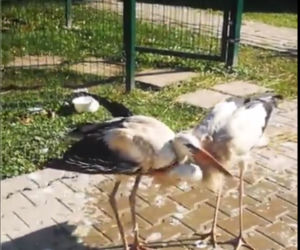 Kura przyłapana na kradzieży ciężarówki z jedzeniem