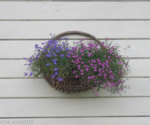 Lobelia