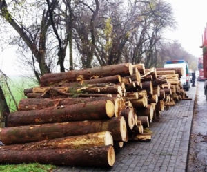 Kontrola ciężarówek przewożących drewno