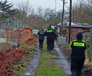 Psi koszmar w Szczecinie Dąbiu. Interweniowali strażnicy miejscy i wolontariusze TOZ