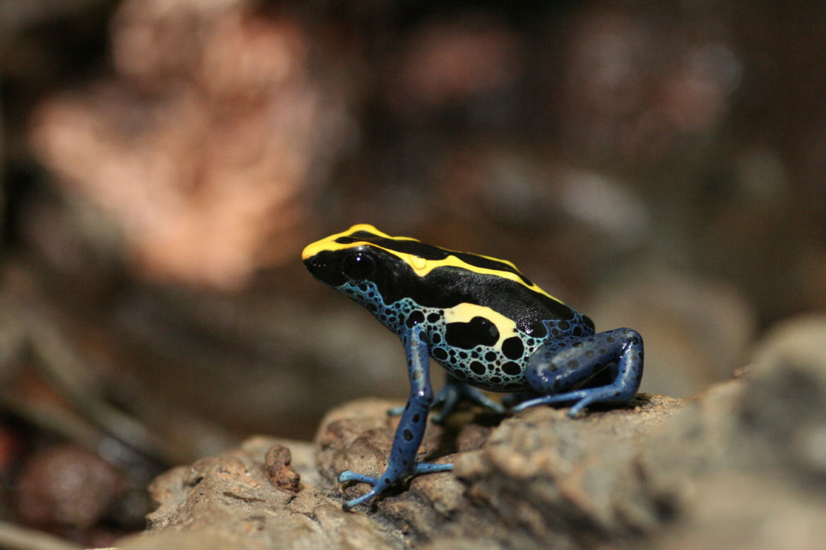 Drzewołaz malarski (Dendrobates tinctorius)