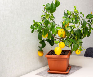 Cytrusy w doniczce