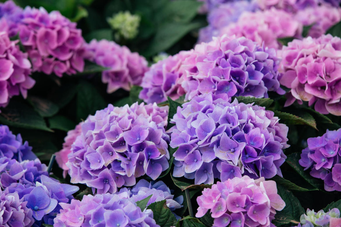 Hortensja ogrodowa (Hydrangea macrophylla) 