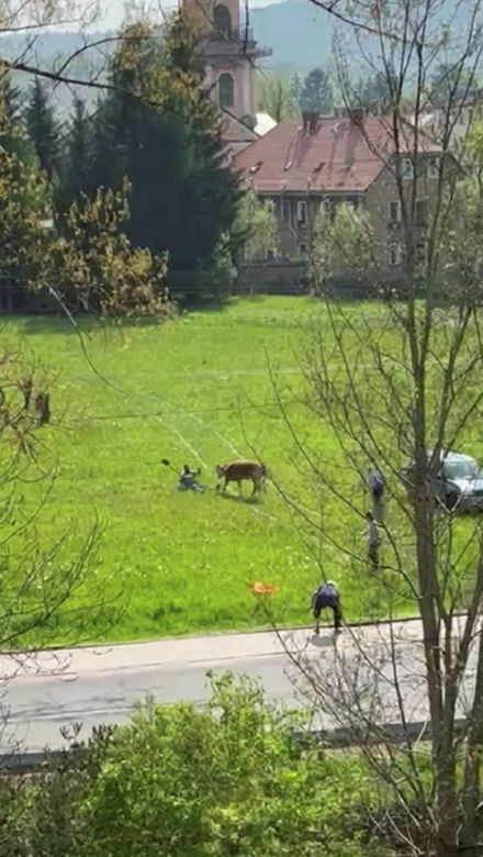 Horror na łące! Znęcali się nad cielakiem, wjeżdżali w niego samochodem