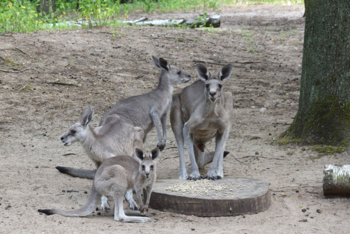 Oto nowi mieszkańcy ZOO w Poznaniu