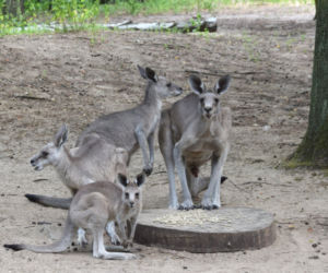 Oto nowi mieszkańcy ZOO w Poznaniu