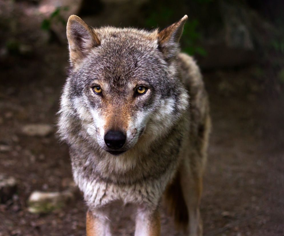 Wilki są spotykane coraz bliżej gospodarstw