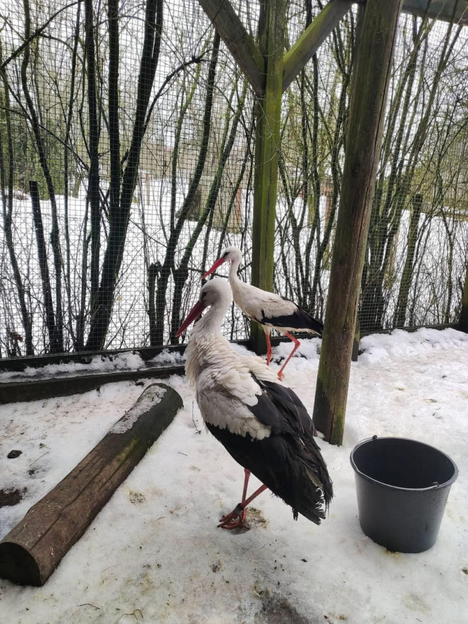 Krutek nie doleciał do gniazda