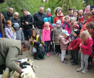 Owce z myślęcińskiego zoo pozbyły się nadmiaru wełny. Zobaczcie, jak wyglądało ich strzyżenie! [ZDJĘCIA]