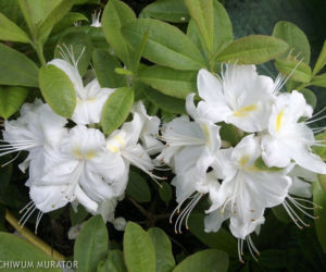 Azalia