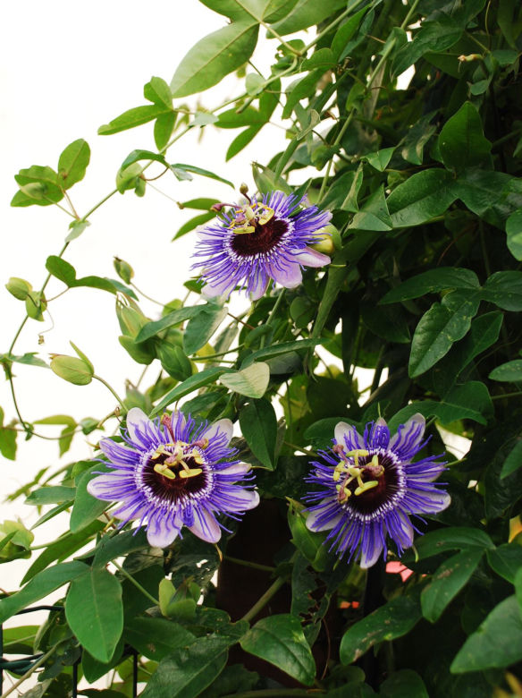 Passiflora