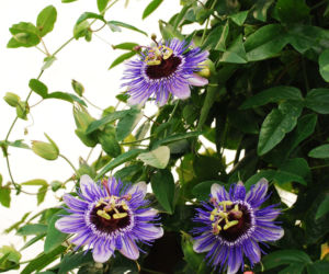Passiflora