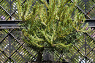 Sosna pospolita 'Skjak' - Pinus sylvestris 'Skjak'