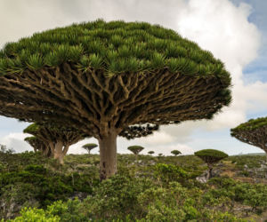 Dracena smocza