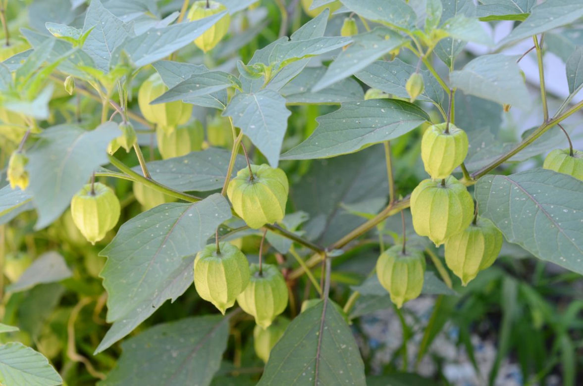 Miechunka pomidorowa