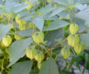 Miechunka pomidorowa