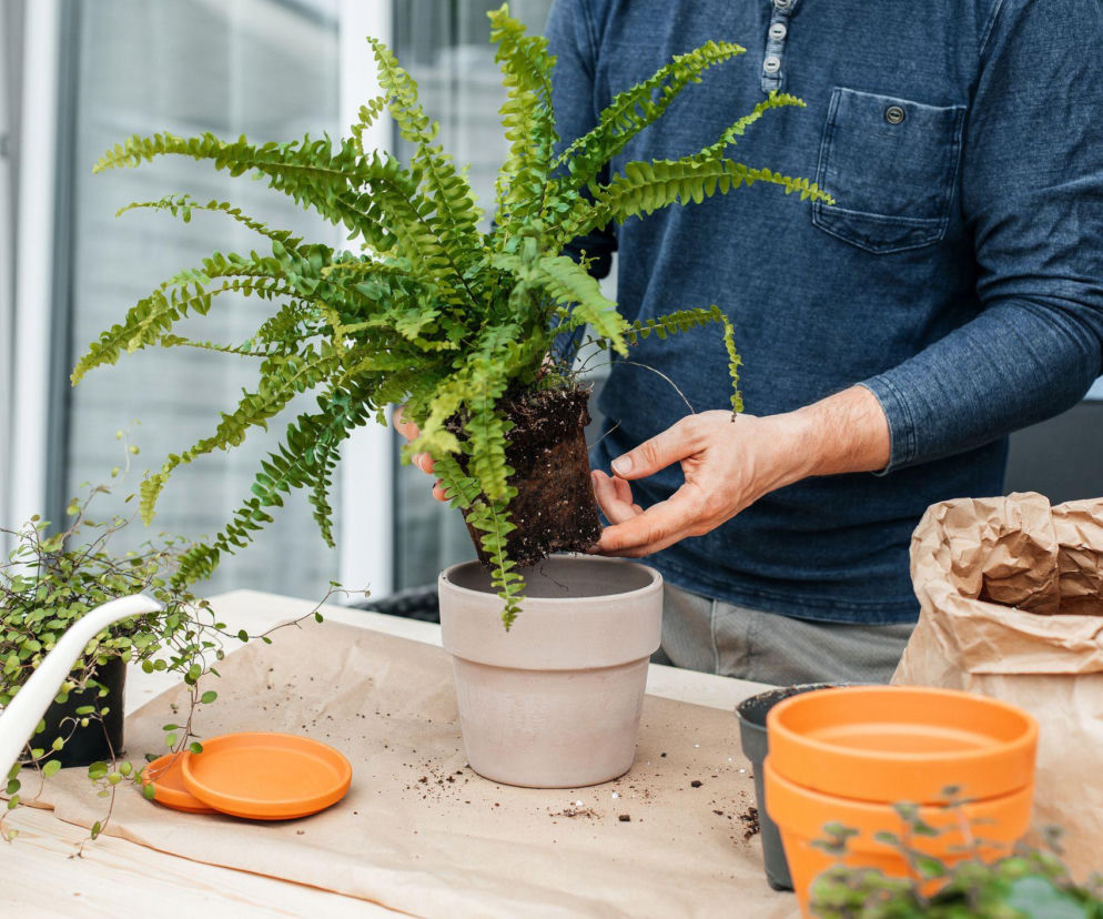 Przesadzanie paprotki nefrolepis