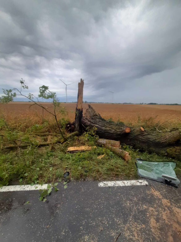 Drzewo runęło na auto z rodziną pod Świeciem! 47-latek nie miał szans tego przeżyć [ZDJĘCIA]