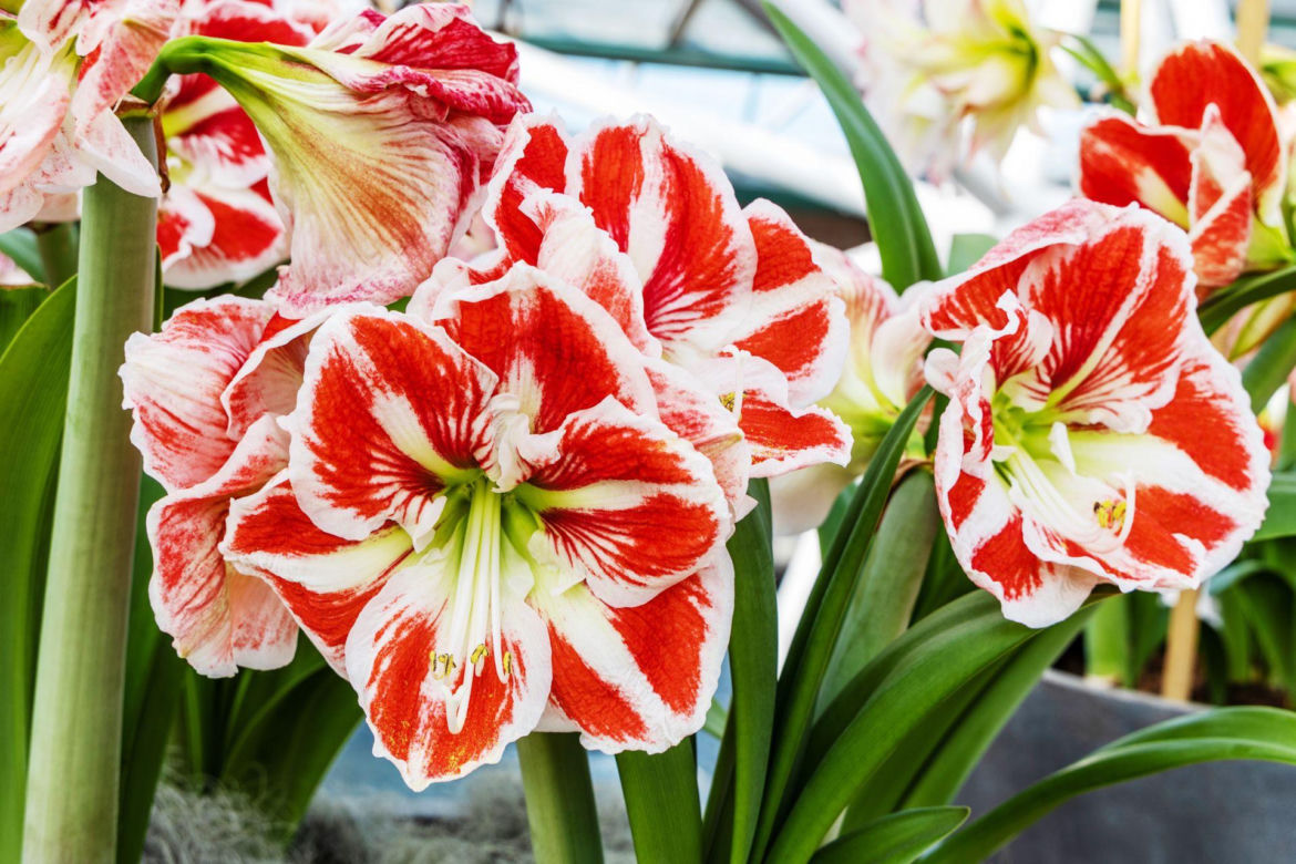 Kwiat hippeastrum