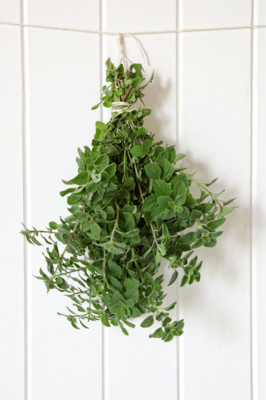 Oregano