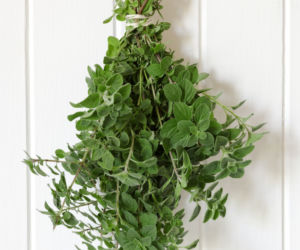 Oregano