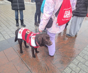 34. finał WOŚP w Krakowie. Golden Retrievery na Rynku Głównym