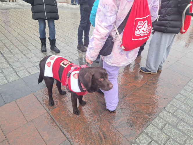 34. finał WOŚP w Krakowie. Golden Retrievery na Rynku Głównym