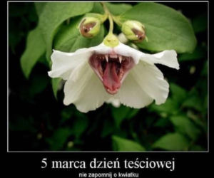 Dzień Teściowej 2026