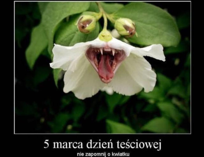 Dzień Teściowej 2026