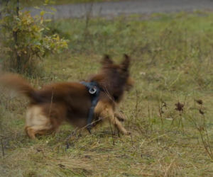 Barwy szczęścia odc. 3232. Pies Mario