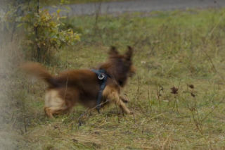 Barwy szczęścia odc. 3232. Pies Mario