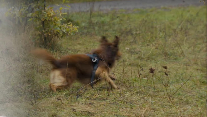 Barwy szczęścia odc. 3232. Pies Mario