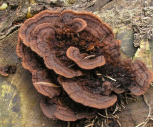 Niszczyca płotowa (Gloeophyllum sepiarium)