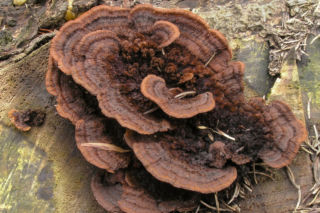 Niszczyca płotowa (Gloeophyllum sepiarium)