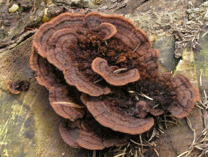 Niszczyca płotowa (Gloeophyllum sepiarium)