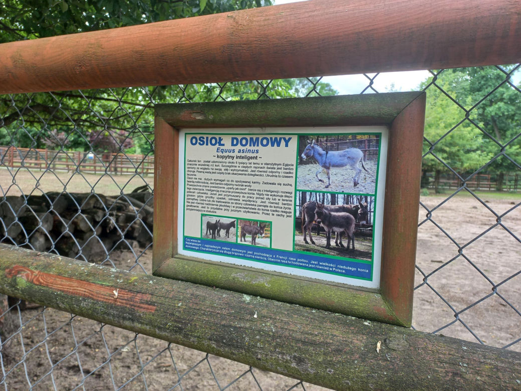Mini ZOO w Lesznie ma nowych mieszkańców. To owce, konie i osioł