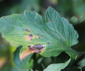 Alternarioza pomidora