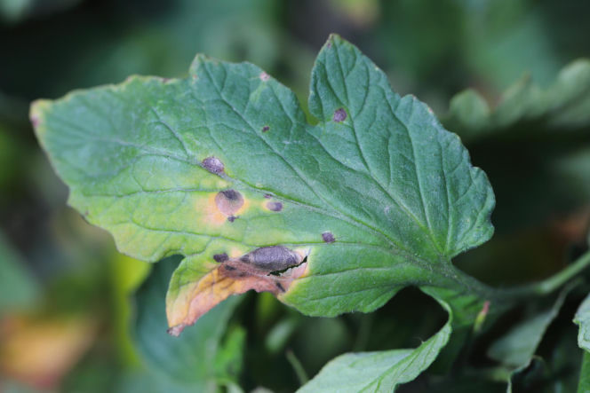 Alternarioza pomidora