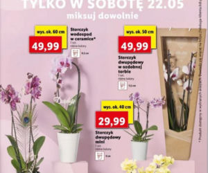 Lidl dzień matki