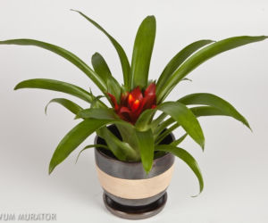 Guzmania