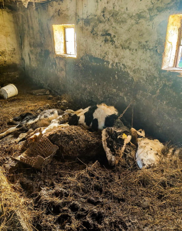 Zagłodził stado krów, a także kury