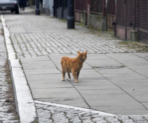 Koty Jarka nas terroryzują