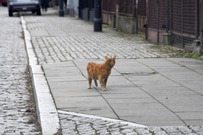 Koty Jarka nas terroryzują