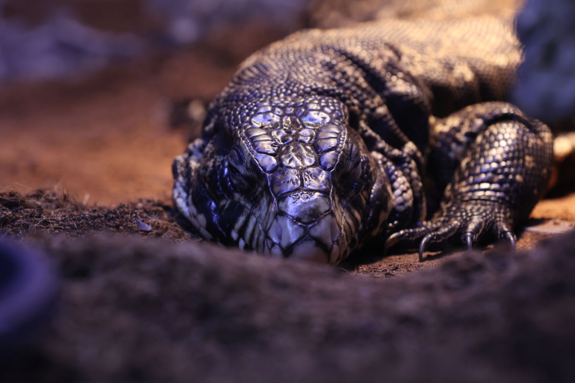 ZooPark 2023 w Lublinie przyciągnął tłumy!