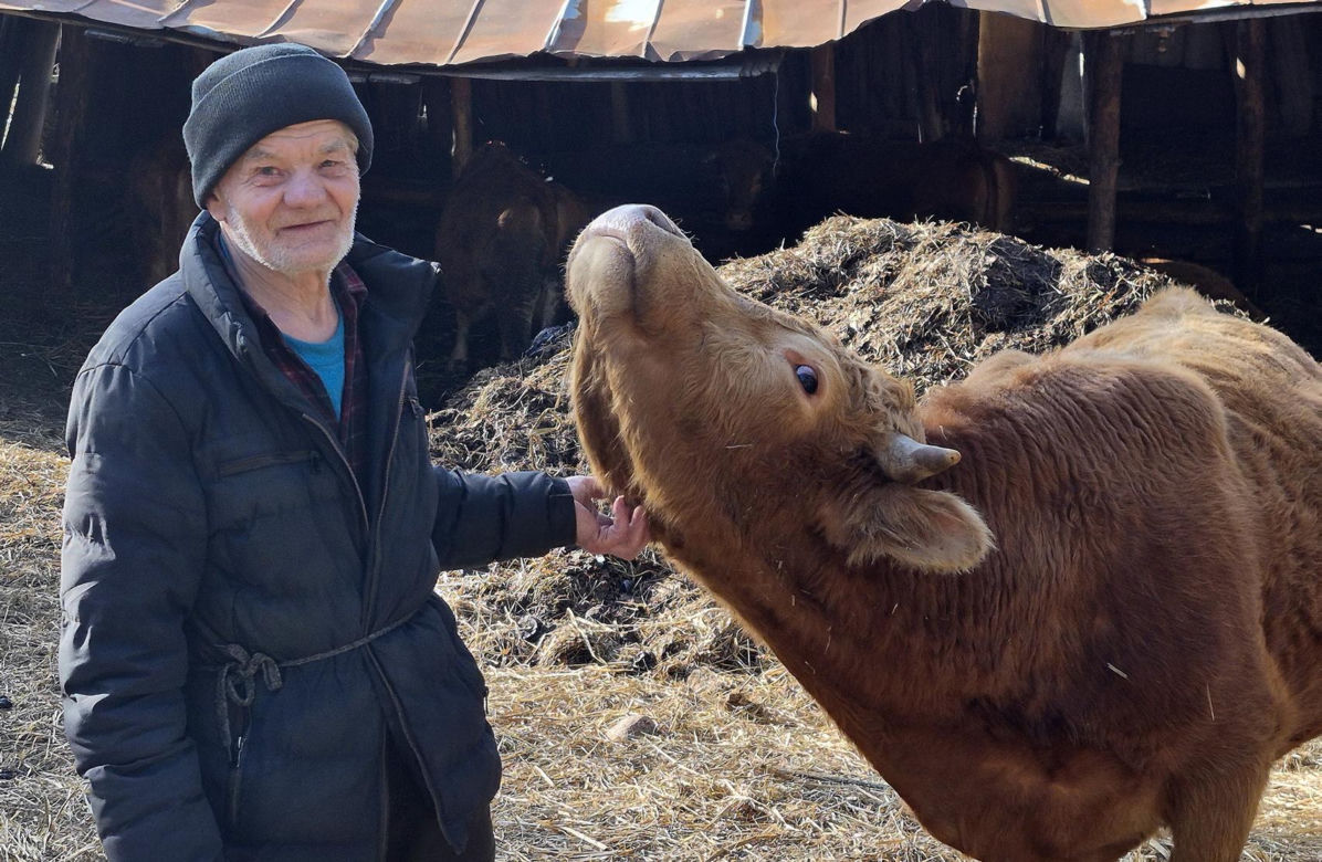 Rolnik z Podlasia bronił swojego bydła. "Gdyby nie brat, to by mnie tam zatłukli"